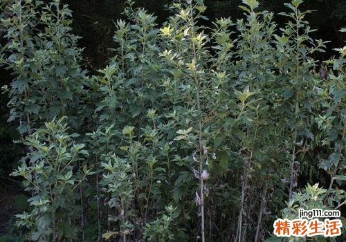 坐月子用艾叶水洗澡好吗 坐月子用艾叶水洗澡好吗