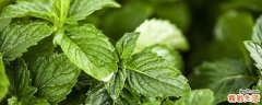 薄荷和梨能一起吃吗 薄荷叶和梨怎么煮