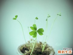 狭叶香茶菜