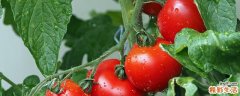 吃过西红柿能不能吃梨 西红柿和什么不能一起吃
