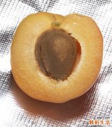 孕妇可以喝黄桃酸奶吗 黄桃酸奶怎么做