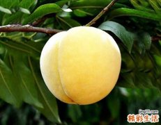 黄桃可以冷冻保存吗 鲜黄桃如何冷冻保存