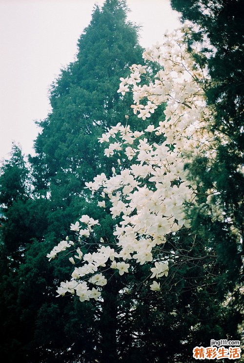 垂体卒中可以并发哪些疾病?