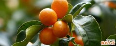 金桔是桔子吗 金桔是不是叫砂糖桔