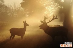 牛里脊的吃法_哪些人不能吃牛里脊