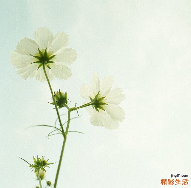 为什么抑郁症想死