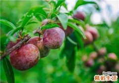 李子如何挑 什么样的李子好吃