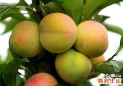 李子和什么一起吃好 李子吃了有什么好处