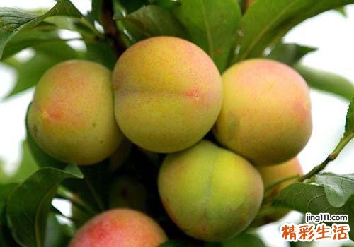 李子和什么一起吃好 李子吃了有什么好处