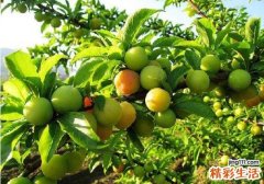 李子吃了有什么好处 李子的适用人群与禁忌人群