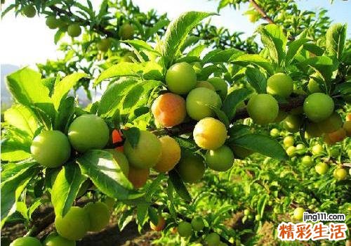 李子吃了有什么好处 李子的适用人群与禁忌人群