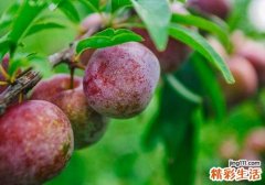 李子怎么挑选 李子怎么保存