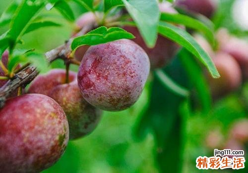 李子怎么挑选 李子怎么保存