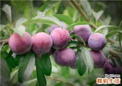 李子含糖高吗 糖尿病吃水果要注意什么