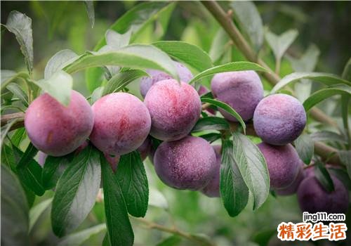 李子含糖高吗 糖尿病吃水果要注意什么