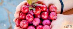 李子几月份成熟 红心李子几月份可以吃