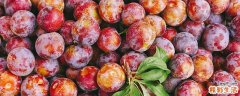 三华李几月份成熟 三华李怎么吃