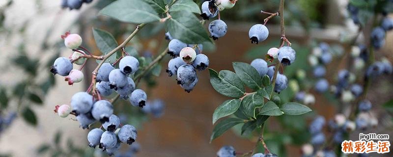 蓝莓含糖量高吗 孕妇血糖高能吃蓝莓吗