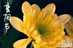 2023重阳节能喝菊花酒吗 2023年重阳节可以喝菊花酒吗