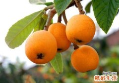 枇杷吃了有什么效果 枇杷的适用人群与禁忌人群