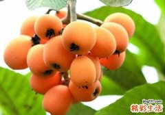 枇杷的营养价值 吃枇杷有什么功效