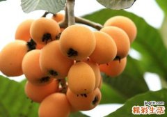 枇杷什么时候成熟 枇杷什么时候可以吃