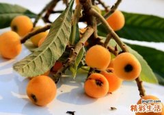 枇杷可以放冰箱吗 枇杷放冰箱能放多久