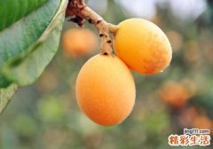 枇杷饭前还是饭后吃 枇杷什么时候吃最好