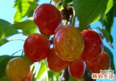 车厘子不能和什么一起吃 车厘子千万别和这4类食物一起吃