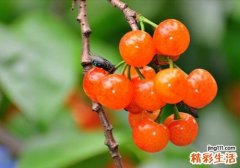 车厘子可以空腹吃吗 空腹千万别吃这些水果