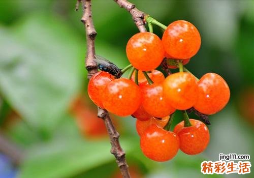 车厘子可以空腹吃吗 空腹千万别吃这些水果