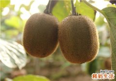 山竹和猕猴桃可以一起吃吗 猕猴桃适合什么人吃