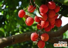 荔枝吃多了会低血糖吗 为什么吃荔枝会低血糖