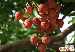 小孩一天能吃几个荔枝 小孩荔枝吃多了居然会这样