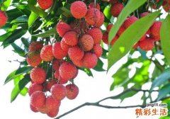 吃完荔枝可以吃巧克力吗 巧克力千万别和这些一起吃