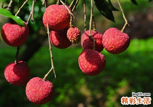 孕妇吃荔枝上火怎么办 孕妇怎么吃荔枝不上火