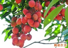 荔枝冻了还能吃吗 冻荔枝吃了会怎样