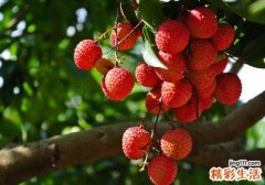 荔枝常温下可以放多久 荔枝这样保存时间更长