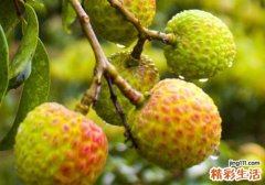 隔夜的荔枝能吃吗 隔夜荔枝吃了会怎样