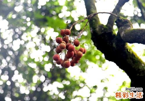 荔枝发霉了还能吃吗 这种荔枝千万别再吃了