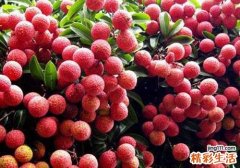 荔枝里面的虫子能吃吗 荔枝里面含有酒精吗