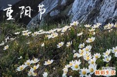 2023年重阳节当天吃什么 重阳节的传统美食有什么