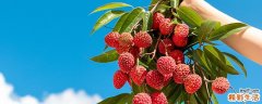 夏天荔枝可以放多久 大量荔枝怎么保存不变黑