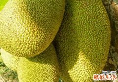 菠萝蜜皮发霉了能吃吗 吃外壳发霉的菠萝蜜有什么后果