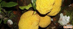 菠萝蜜核可以生吃吗 菠萝蜜核生吃了怎么办