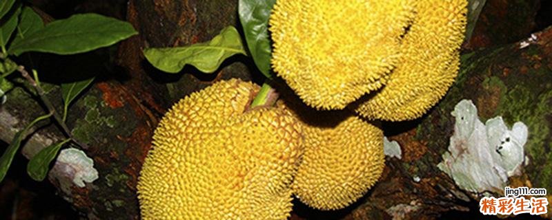 菠萝蜜核可以生吃吗 菠萝蜜核生吃了怎么办