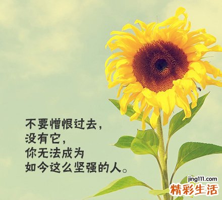 香花菜