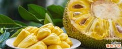 菠萝蜜发苦是怎么回事 菠萝蜜发苦还能吃吗