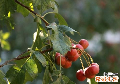山楂怎么吃最好 山楂的功效和作用