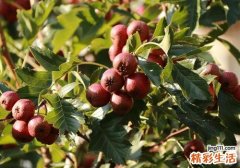 山楂怎么吃最好 山楂这样吃等于慢跑半小时